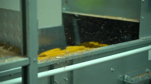 Corn vibration sorting gather after good harvest in plant 50 fps footage Video stock 120387535