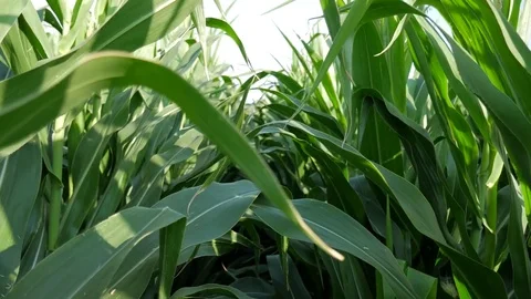 Corn walk Stock Footage 77646550