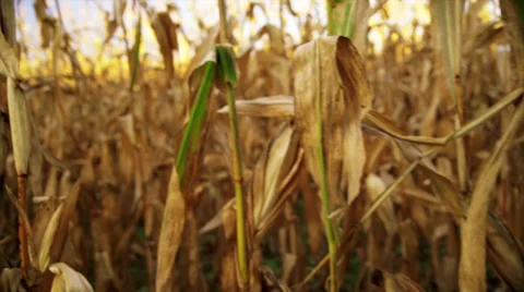 Corn walkthrough Stock-Footage 32096281