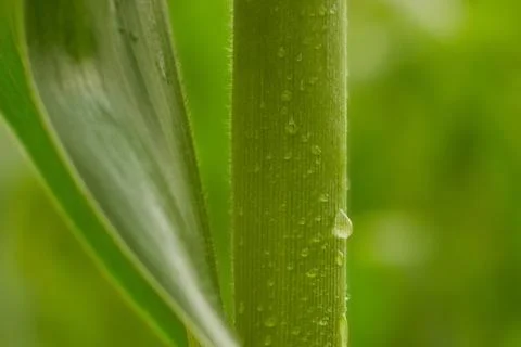 Corn with water drops Stock Photos