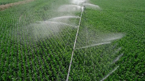 Corn watering system. Stock Footage 158794537