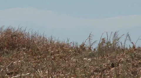 Corn Waving Stock Footage 36575251