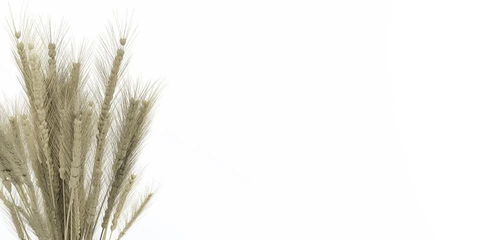 Corn weed in front of white background 3d render illustration Stock Illustration