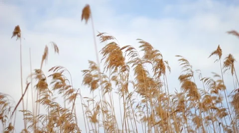 Corn Wheat Barley Stock Footage 51553763