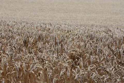 Corn wheat crops in a field Stock-Fotos