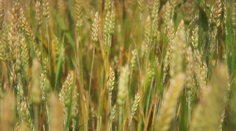 Corn wheat field Видео 5088581