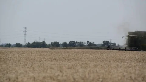 Corn wheat harvest Stock Footage