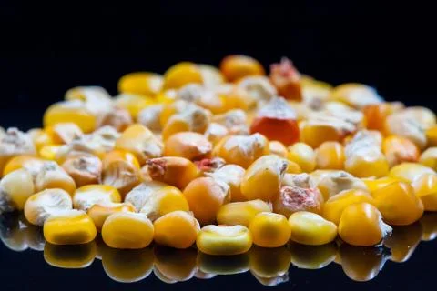 Corn wheat heap, macro background Stock Photos