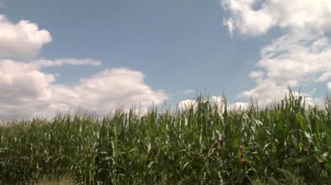 Corn - wheat heaven time relapse Stock Footage 11432604