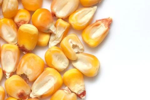 Corn on a white background. macro Stock Photos