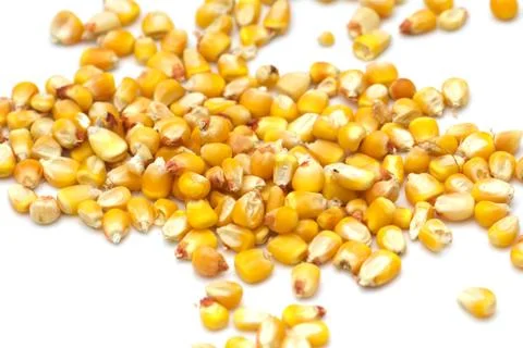 Corn on a white background. macro Stock Photos