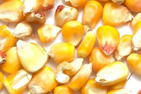 Corn on a white background. macro Stock Photos