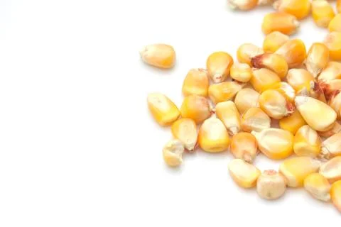 Corn on a white background. macro Stock Photos