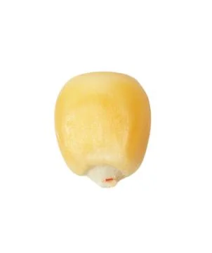 Corn on a white background. macro Stock Photos