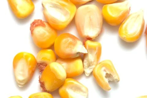 Corn on a white background. macro Stock Photos
