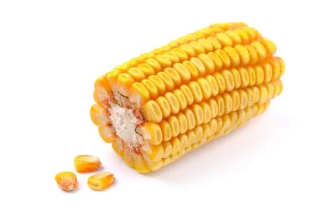 Corn On White Background. Maize On White. Stock Photos