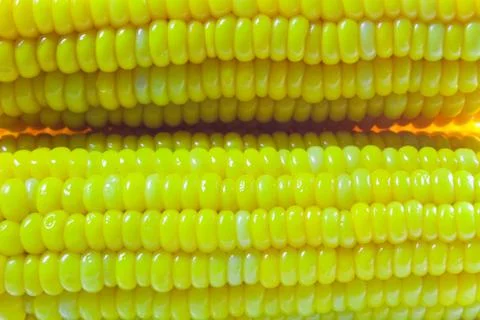Corn on a white background 스톡 사진