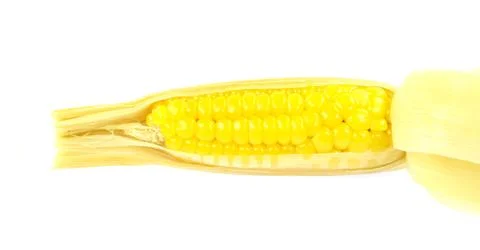 Corn on white background Stock Photos