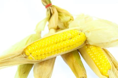 Corn on white background Stock Photos
