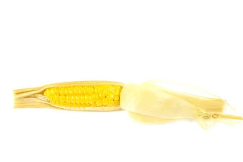 Corn on white background Stock Photos