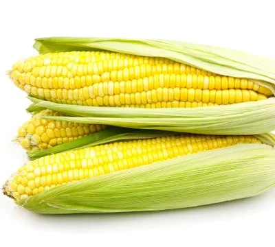 Corn on white background Stock Photos