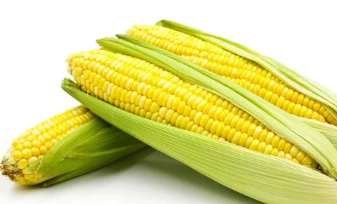 Corn on white background Stock Photos