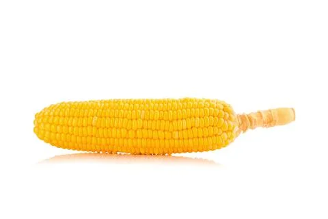 Corn on white background Stock Photos