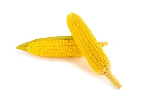 Corn on white background Stock Photos