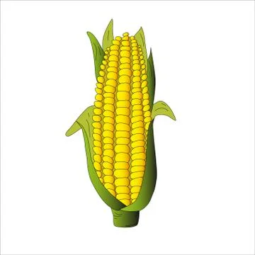 Corn on a white background. Vector image. Vegetable. Yellow and green Stock Illustration
