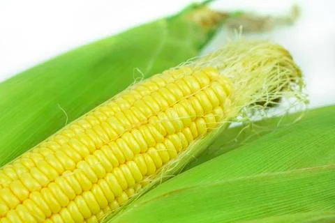 Corn on a white ground. Stock Photos