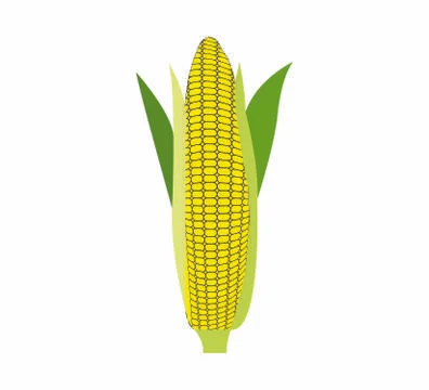 Corn on white Stock Illustration