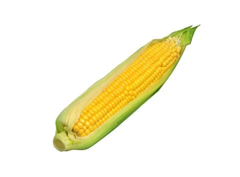 Corn on white . Stock Photos