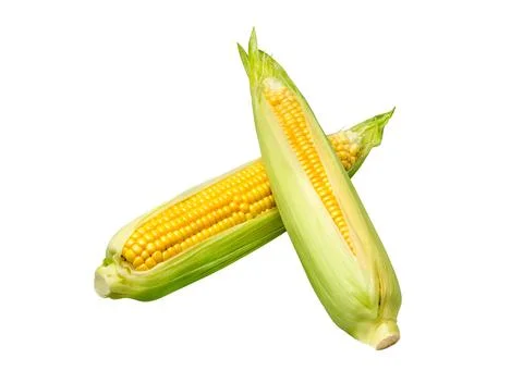 Corn on white Stock Photos