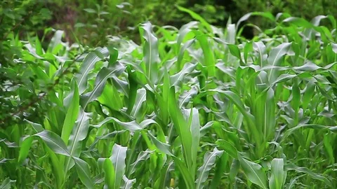 Corn in wind Stock Footage 76755289