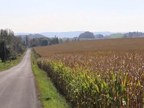 Corn wind Stock Footage 81332961