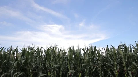 Corn with wind, hd video Stock Footage 80072037