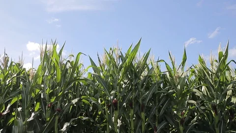 Corn with wind, hd video Stock Footage 80072597