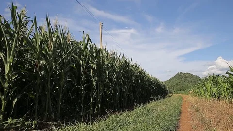Corn with wind, hd video Stock Footage 80075631