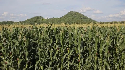 Corn with wind, hd video Stock Footage 80077616
