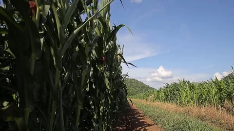 Corn with wind, hd video Stock Footage 80079882