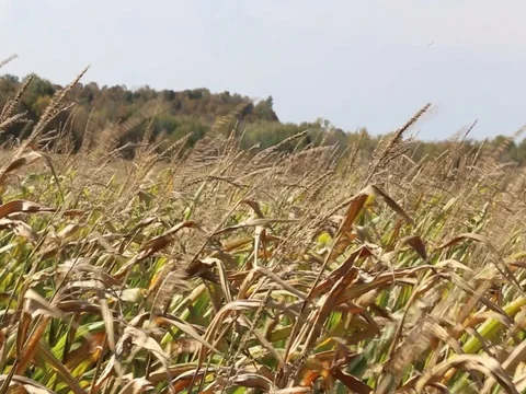 Corn wind two Stock Footage
