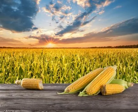 Corn on wooden table Stock Photos