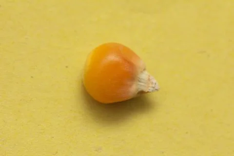 Corn on a yellow background. macro Stock Photos