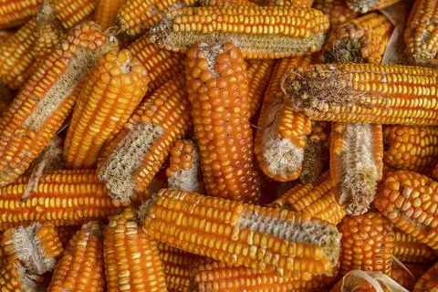 Corn yield Of Thai farmers Stock Photos