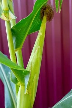 Corn with a young flowering cob on the background of the fence. Growing del.. Stock Photos