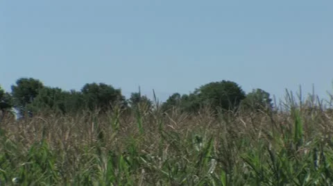 Corn Up to Your Ears Pan 스톡 동영상 11123506