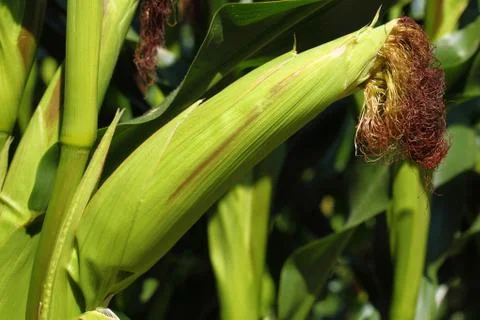 Corn - Zea mays - corncobs Photos