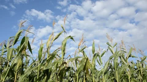 Corn (Zea mays) Stock Footage 13411297