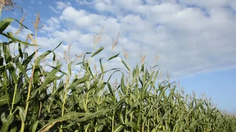 Corn (Zea mays) Video stock 13413018