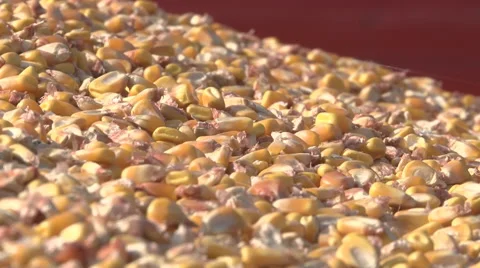 Corn zoom out clip Stock Footage 60608508